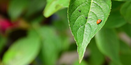 Un adulto e due giovani coccinelle di Adalia alla ricerca del loro cibo preferito: afidi.