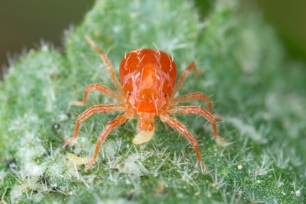 Un acaro predatore davanti al suo succulento pasto.