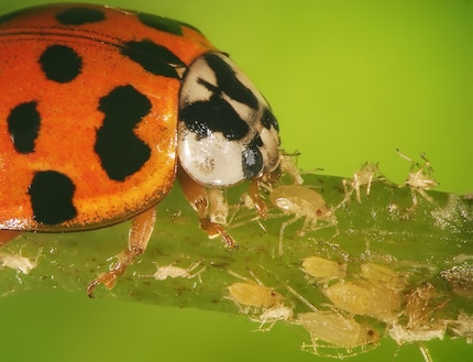 Bella, ma problematica: la coccinella asiatica può diffondersi troppo e danneggiare altri insetti utili.
