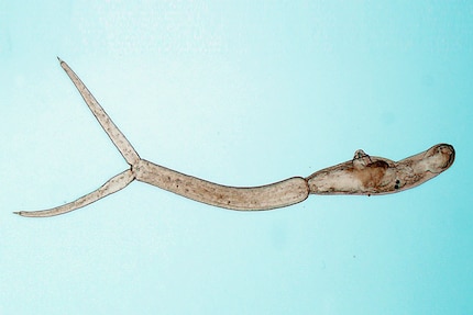 I parassiti sono chiamati cercarie e sono conosciuti con il nome di pulci d'anatra soprattutto in Svizzera.