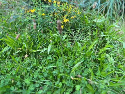 Looks inconspicuous, but is full of healthy ingredients: Ribwort plantain, clover and St John's wort not only score points for their flavour, but also for their healing properties.