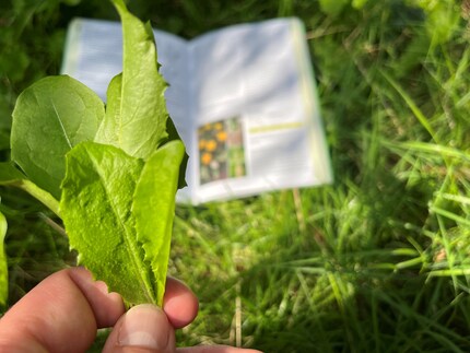 We can all easily recognise dandelions without an identification book or app. The plant guide provides additional knowledge about the cowflower.
