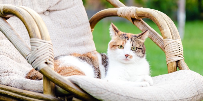 Shutterstock/beton studio