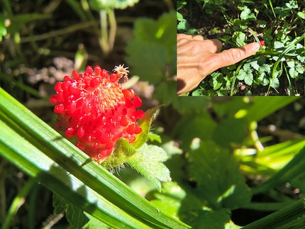 In macro mode, I can get really close to my subjects.