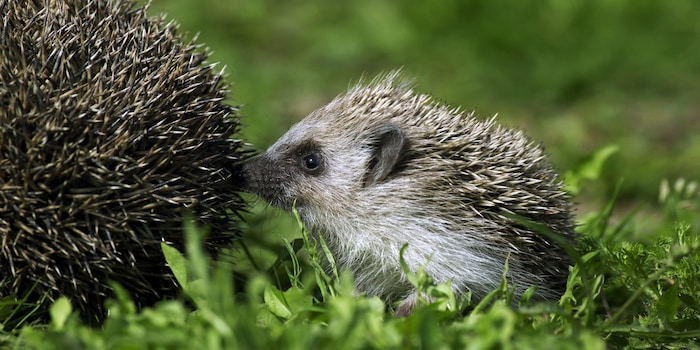 Shutterstock/slowmotiongli Shutterstock/slowmotiongli