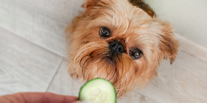 Shutterstock/Vera Shcher Shutterstock/Vera Shcher