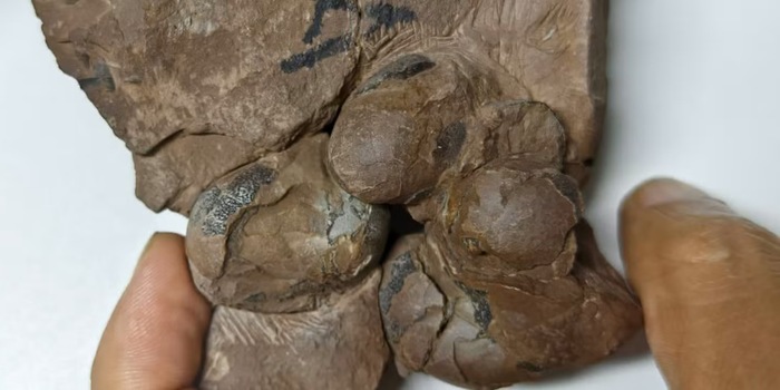 © China University of Geosciences, Wuhan / Xinhua News Agency / picture alliance (Ausschnitt)