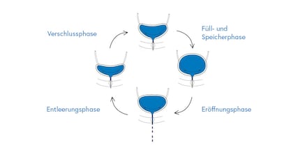 This illustration shows the bladder in different phases of the mycotic cycle.