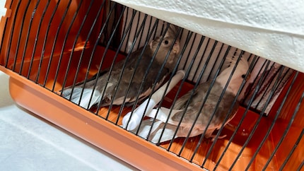 Rio und Cookie in ihrer Transportbox. Sie sind not amused.