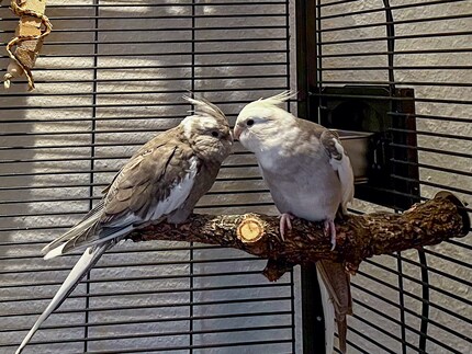 Rio und Cookie beim abendlichen Chillen auf ihrer Lieblingsstange. Rio (links) sieht übrigens aktuell etwas zerrupft aus, weil er in die Mauser kommt.