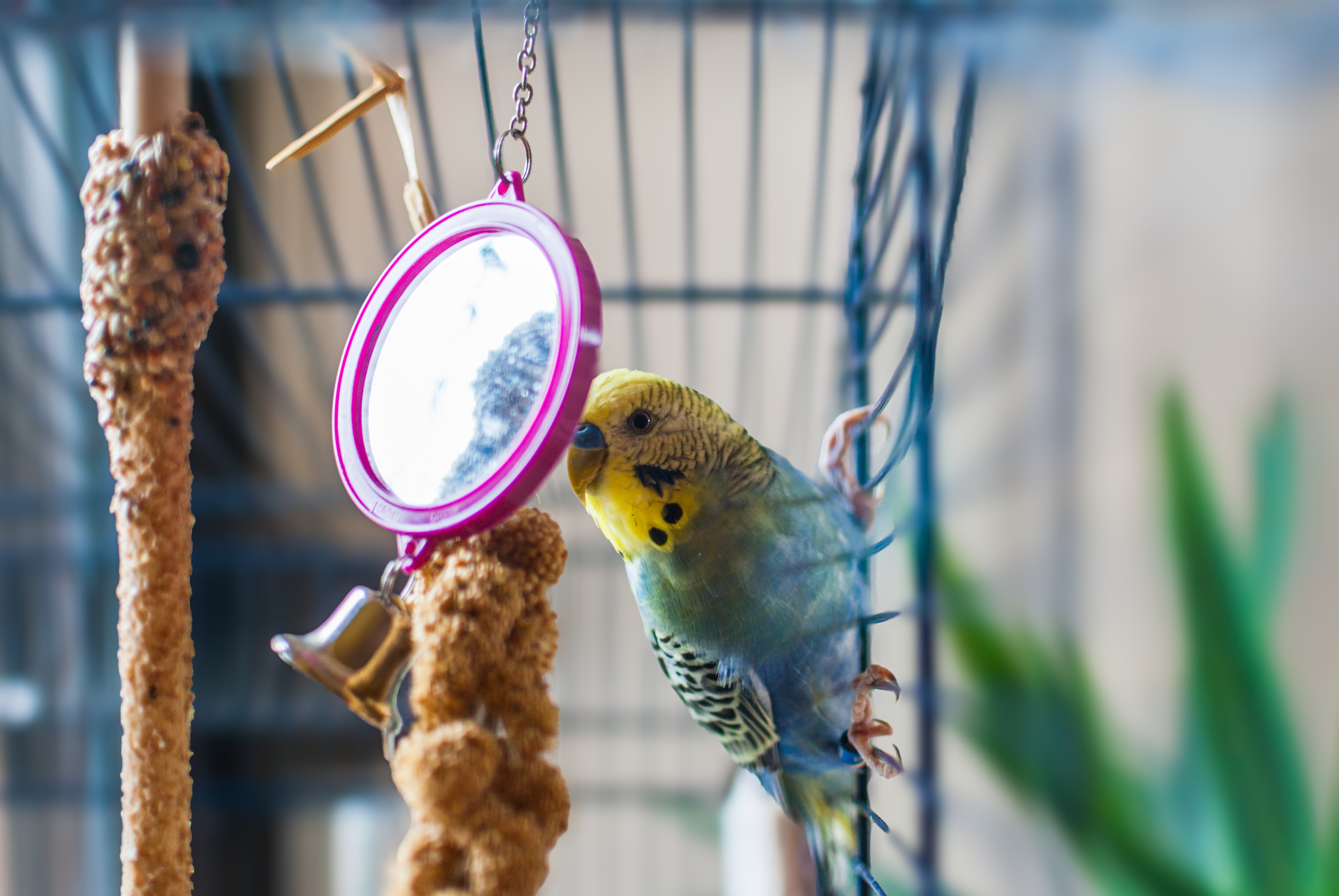 Papagei Spiegel Mit Glocke – Vogelspielzeug Für Sittiche, Wellensittiche & Nymphensittiche