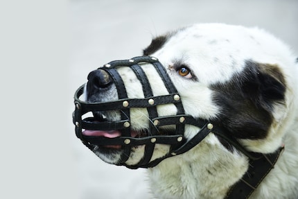 Dopo un morso, l'ufficio veterinario può ordinare l'uso della museruola e/o l'obbligo del guinzaglio.