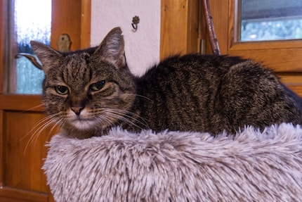 Bien sûr, une photo de l’auteur du tapage nocturne ne doit pas manquer dans cet article.