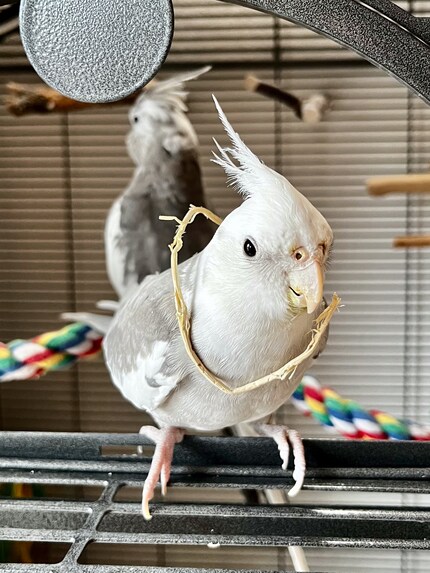 Cookie is obviously proud of his new accessory.