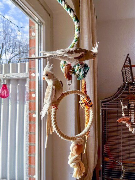 I also put kitchen roll under their swing since that’s where they really like to hang out in the morning.