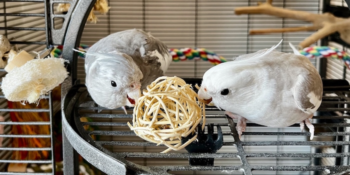 Anika Schulz Anika Schulz