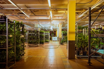 Les merveilles de carnaval remplacées par les plantes : l’ancien site de la Migros a été repris par Feey.