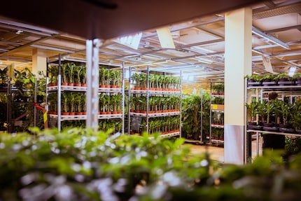 Les plantes de Feey sont arrosées et entretenues séparément selon les espèces.