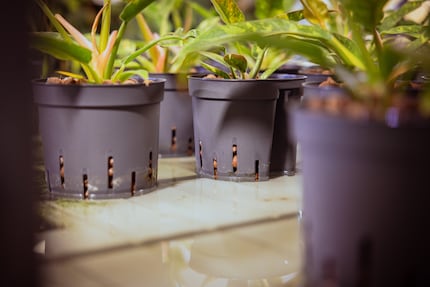 Un coup d’œil dans le « laboratoire d’essai » : la transition du philodendron Ring of Fire vers une plante hydroponique.