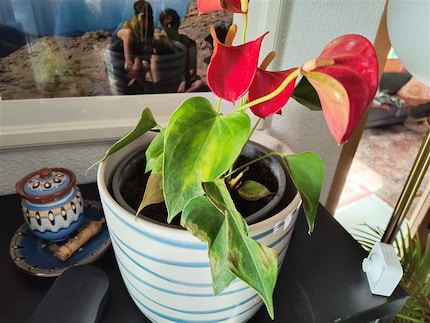 Les feuilles de l’anthurium sèchent sur la tige.