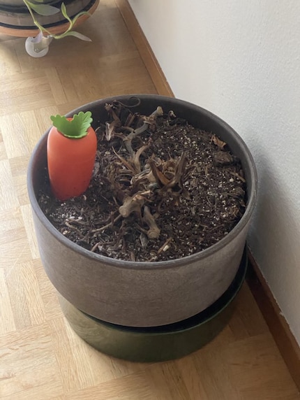 Un monstrueux spectacle : le monstera de Davide n’a pas survécu.