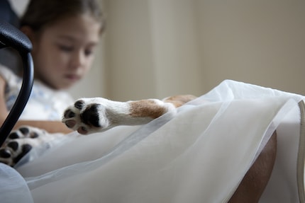 Der seelische Verlust eines Haustiers übersteigt den materiellen meist bei Weitem.