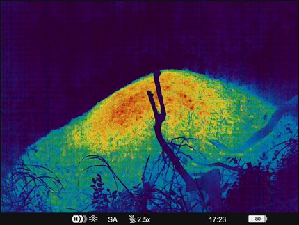 Ein riesiger Ameisenhaufen im Wärmebildgerät TELOS XL50 mit Rainbow.