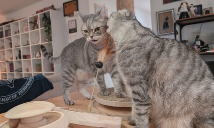 Our two discerning reviewers deliberate how to continue the testing process.