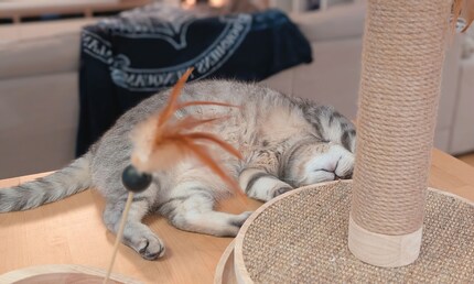 Robin is more interested in Zavi than Winni.