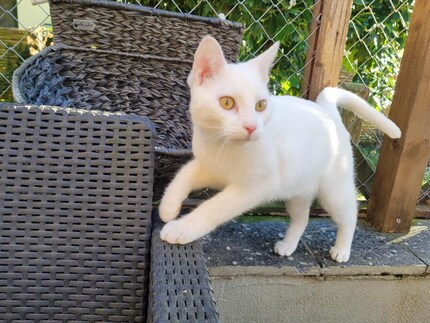 Enrique the tomcat is still a little reserved. Fine enough, he has his buddy Lorenzo.