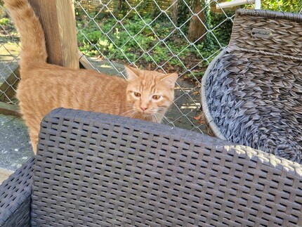 Lorenzo’s amber eyes cast a spell over my husband.