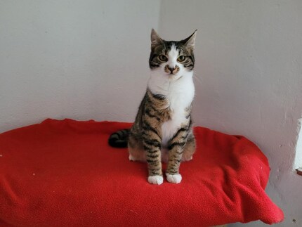 Flash is lightning fast: be it running or winning hearts.