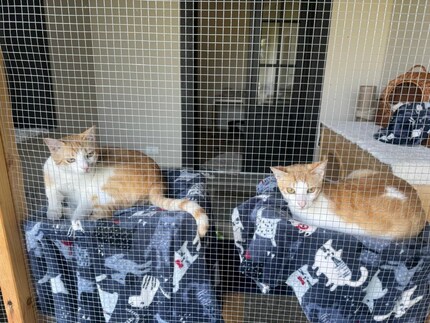 Those looks say it all: Winni and Uffa are some rowdy rascals.