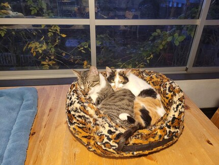 Haru and Olly are made for each other.