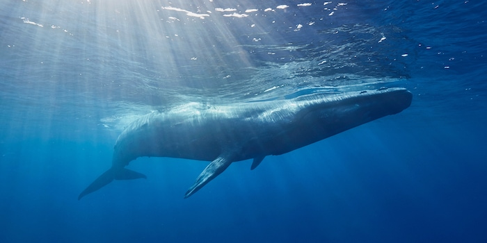 Shutterstock / Ajit S N Shutterstock / Ajit S N