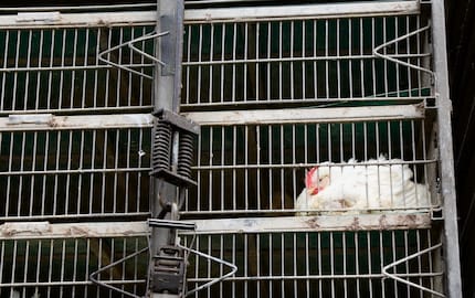 Si stima che il numero di casi non segnalati per gli animali da allevamento sia addirittura superiore a quello per gli animali domestici.