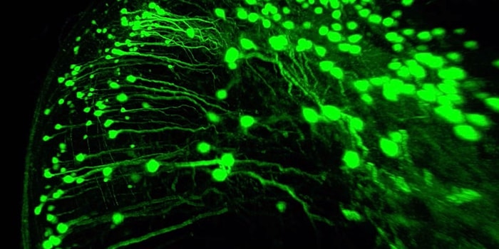 Cembrowski Lab / UBC Faculty of Medicine Cembrowski Lab / UBC Faculty of Medicine