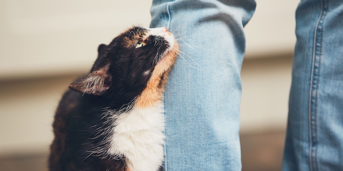 Shutterstock / Jaromir Chalabala Shutterstock / Jaromir Chalabala