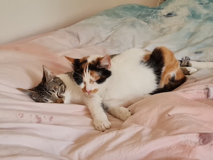 At some point, it’s also bedtime for the JJs – around the time we get up.