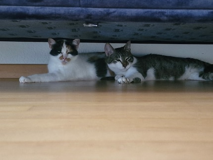 The underside of our sofa becomes a secure fortress for Jasper and Joy.