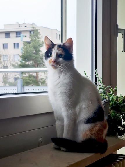 Joy has annexed all our windowsills. Plants have to make way – obviously.
