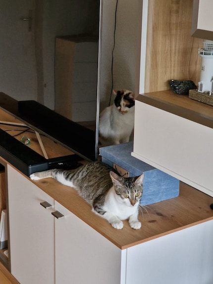 Jasper watches over the electronics with Joy’s support. He really likes the new TV furniture.