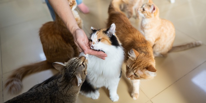 Reshetnikov_art/Shutterstock