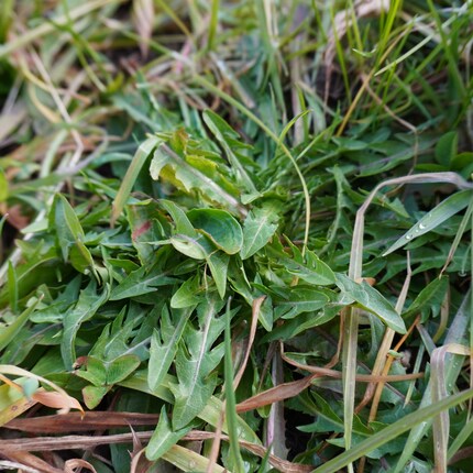 On reconnaît les pissenlits à leurs feuilles restantes, même en hiver.