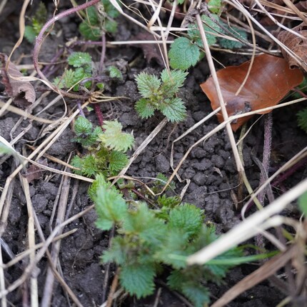 Vu les températures douces de janvier, vous trouverez peut-être déjà de jeunes pousses.