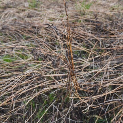 En hiver, il ne reste des orties que les tiges et quelques feuilles desséchées.