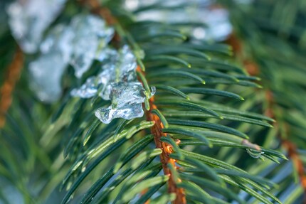 Vous trouverez des aiguilles de sapin durant tout l’hiver.