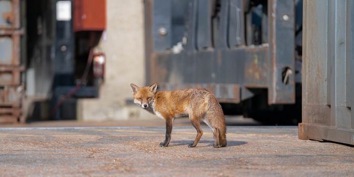 Shutterstock / Mariia Zaporozhtseva