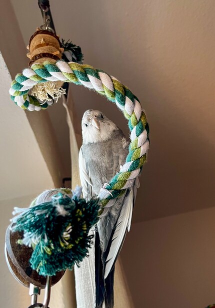 Rio beäugt mich kritisch, als ich – auf dem Boden sitzend – den neuen Wackelschutz für sein Zuhause ausschneide.