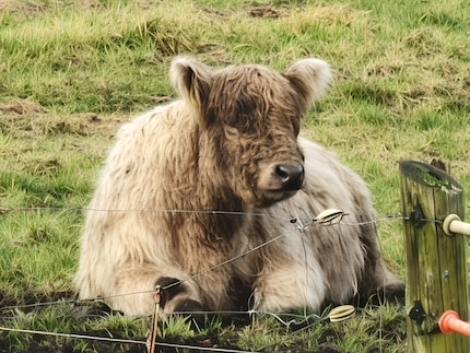 Le télescope AI donne à la vache l'aspect d'une peinture à l'huile avec un zoom x60.